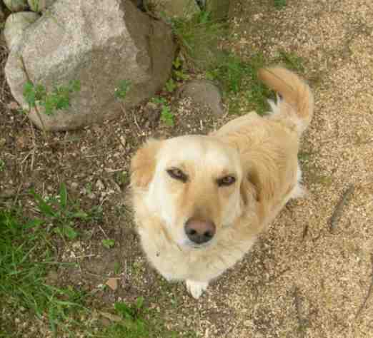 Hellbrauner kleinerer Hund namens Max schaut in die Kamera.