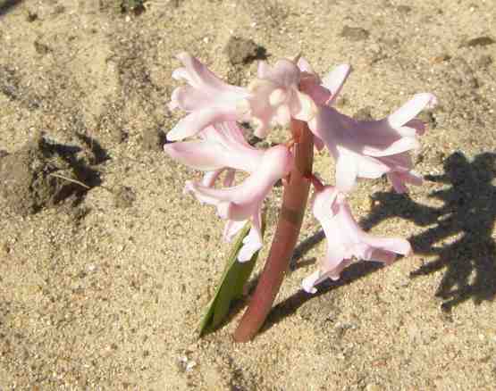 Rosafarbene Hyazinthe im Kartoffelbeet.