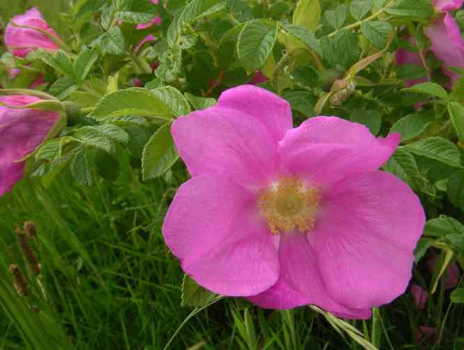 “Iitin Tiltu”, große hellrosa offene Blüte.