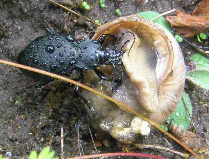 Schwarzer Käfer um 3-4 cm frißt an einer auf dem Rücken liegenden Weinbergschnecke.