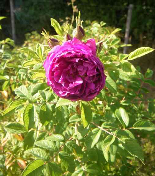 “Kaiserin des Nordens”, Blüte und Knospen am Strauch.