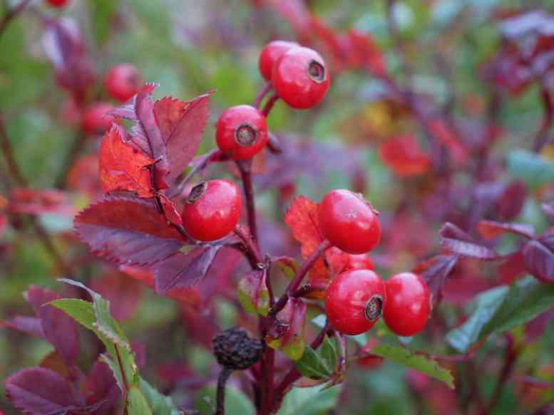 Rundliche rote Früchte und dunkles Herbstlaub, Nahaufnahme.