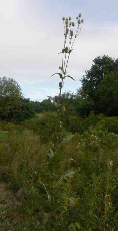 300 cm große blühende Karde.