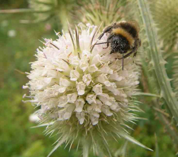 Weiß blühende Karde mit einer Hummel.