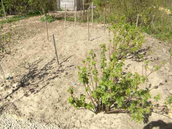 Kartoffelbeet mit 10 Sorten.