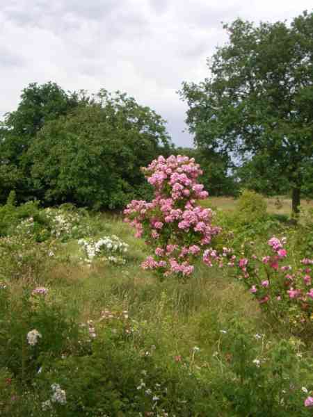 “Kew Rambler x Rosa multiflora var. adenochaeta”, blühender Strauch an einem Obelisken aus der Ferne gesehen.