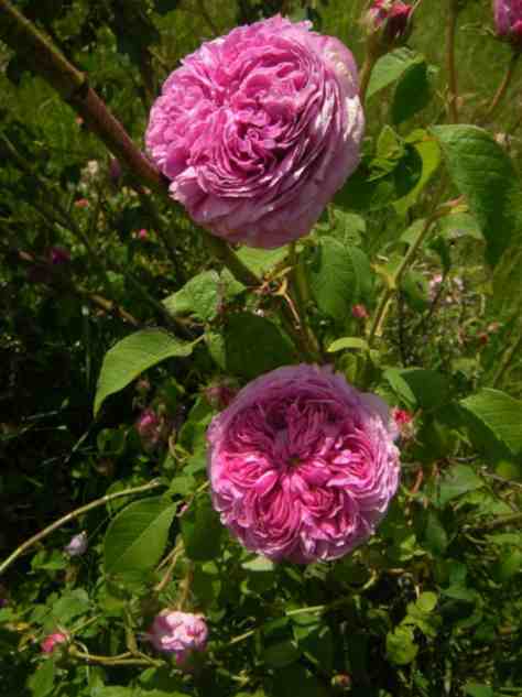 ‘Reine du Danemark’, zwei dicht gefüllte, große, flache Blüten am Strauch..