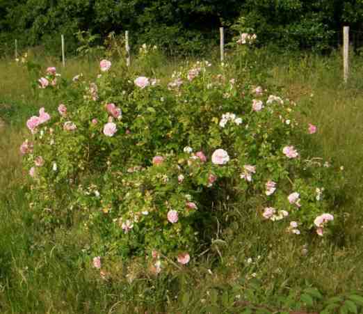 ‘Kir Royal’ in Blüte und als Strauch in Wiese.