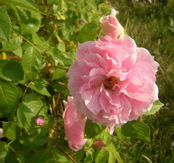 ‘Kirl Royal’, vollständig geöffnete leicht marmorierte Blüte und Knopse am Strauch.