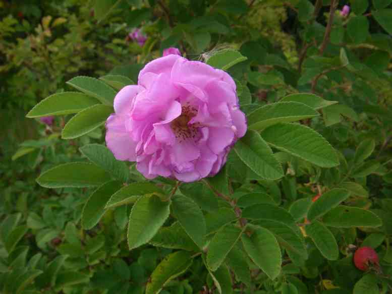 “Kirovsk”, halbgefüllte mittelgroße Blüte am Strauch.