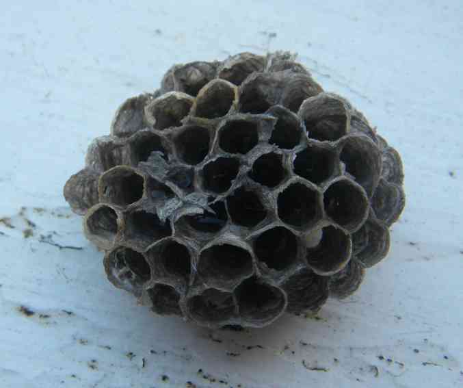 Kleine braune leere Kugel aus Bienenwaben.