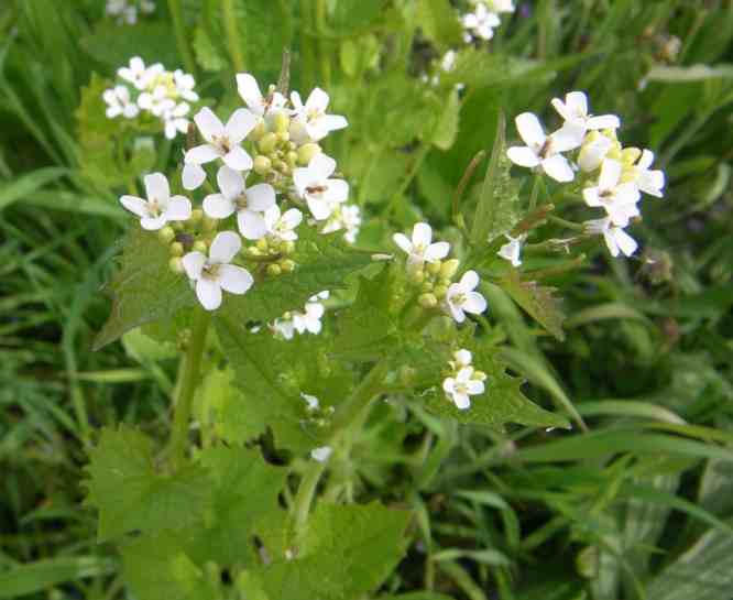 Weiß blühende Knoblauchrauke.