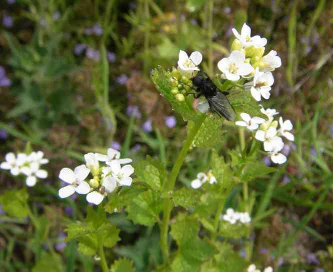 Blühende Knoblauchrauke mit schwarzer schlanker und kleinerer Biene.