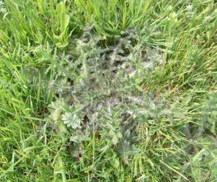 Noch flache Rosette der Kratzdistel.