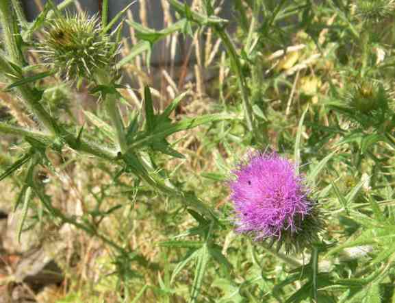 Lila Blüte der Kratzdistel.