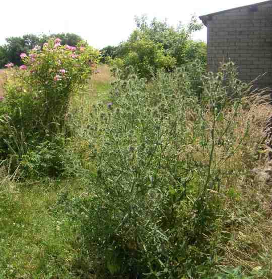 Mannshohe buschige Kratzdistel vor der Blüte.