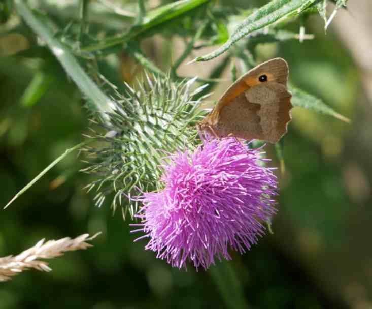 Braune Falter mit schwarzen Punkt auf lila Blüte der Kratzdistel.