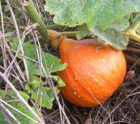 Organfarbener Kürbis am Trieb.