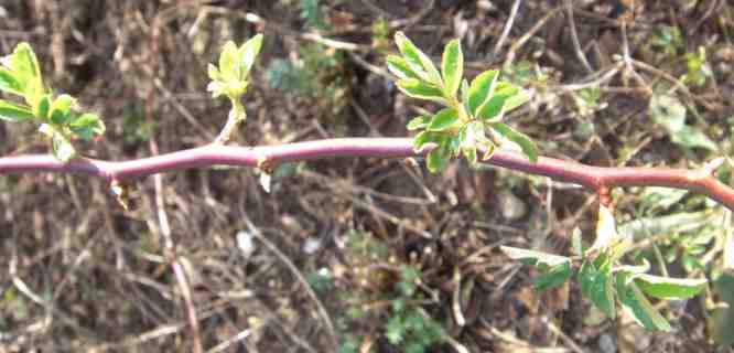 ‘La Pâquerette’ mit frischem Austrieb.