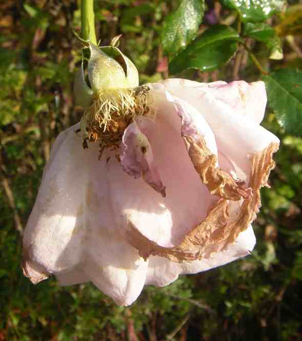 ‘La Rose du Petite Prince’, welkende Blüte am Strauch.