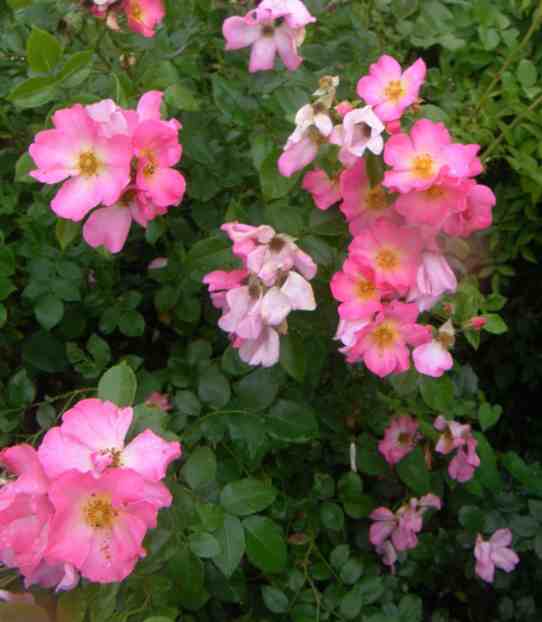 ‘Lindenhof’, Ausschnitt Strauch, pinke bis rosa-weißliche offene Blüten.