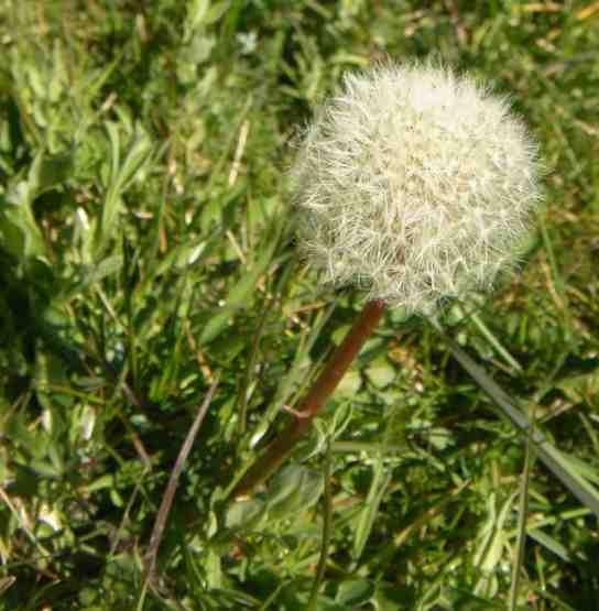 Samenstand des Löwenzahns.