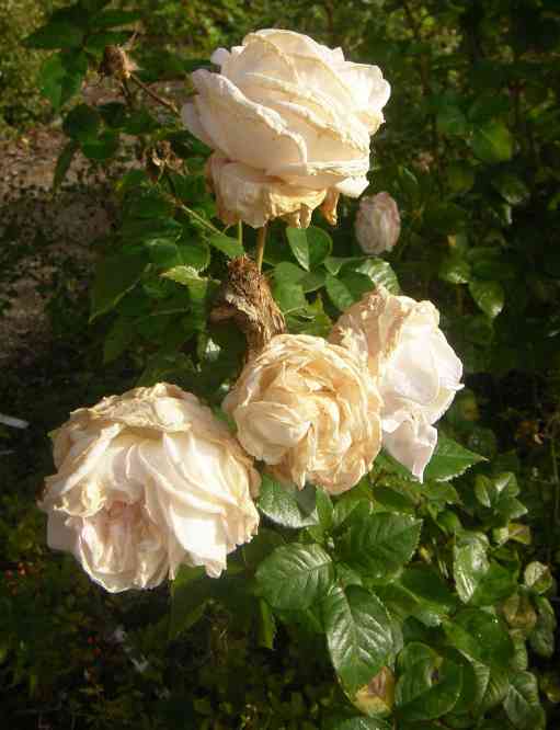 ‘Madame Anisette’, verregnete Blütenbüschel gefüllter weißer Blüten.