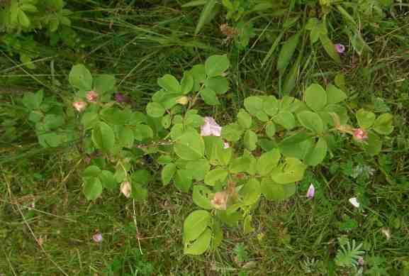 ‘Madame Ballu’, belaubter Trieb.