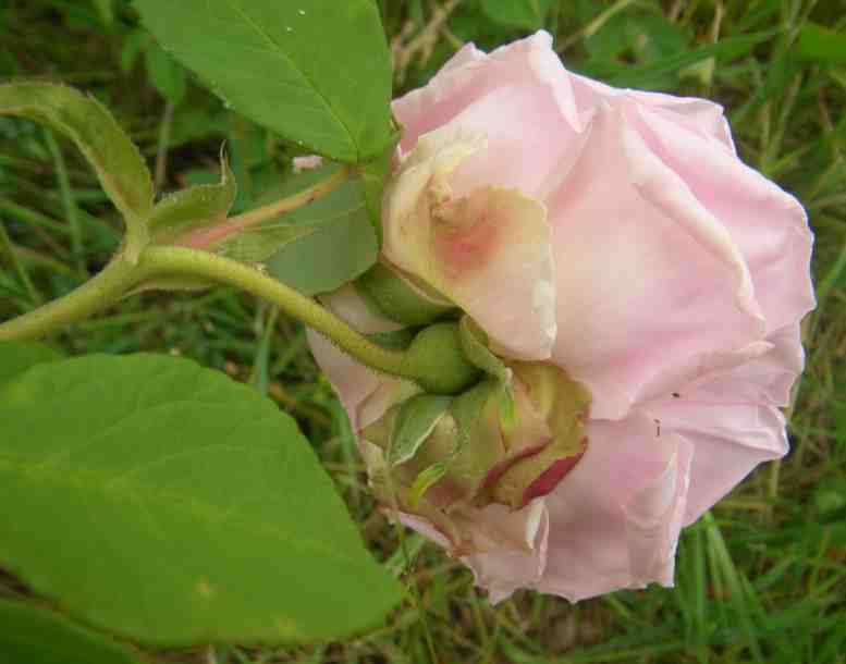 ‘Madame Ballu’, Blüte von unten, Kelch und kurze breite Kelchblätter.
