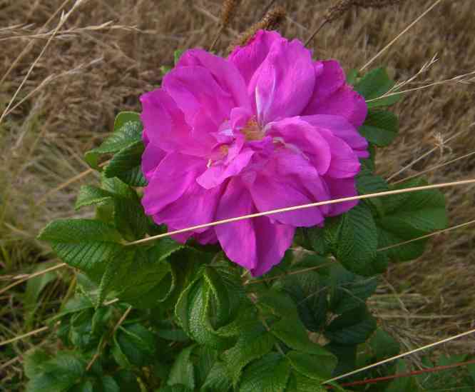‘Magnifica’, locker gefüllte Einzelblüte am Strauch.
