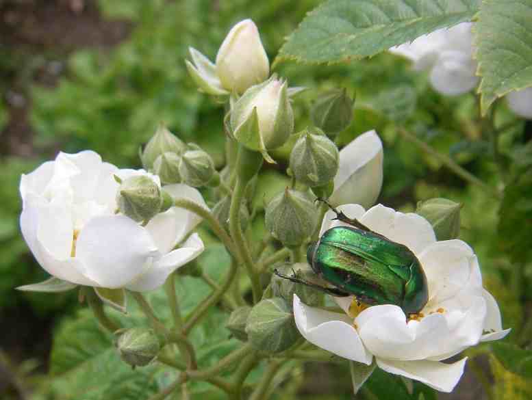 Grünlich schimmernder Rosenkäfer von oben auf weißer Blüte.