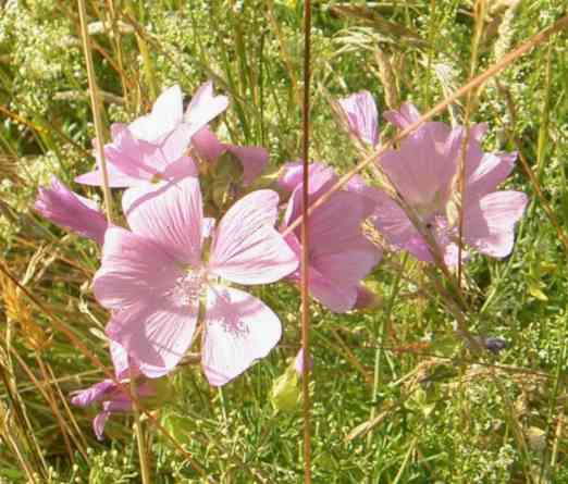 Rosa blühende Malve.