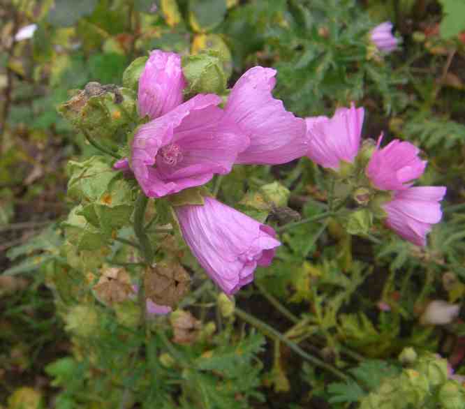 Fliederfarbende Malve mit sich öffnenden Blüten.