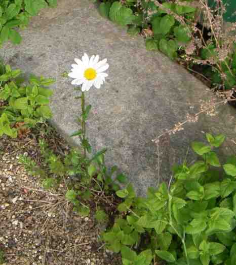Einzelne schlanke Margarite in Blüte.