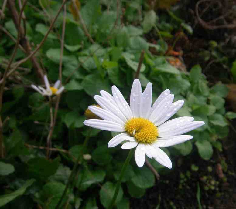 Margeritenblüte in weiß mit gelben Staubwedel-Kissen.