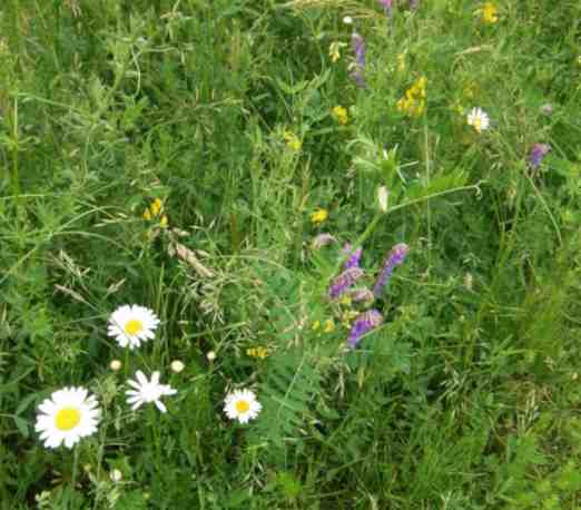 Weiße Margerite, lila Vogelwicke, gelbe Platterbse in Blüte.