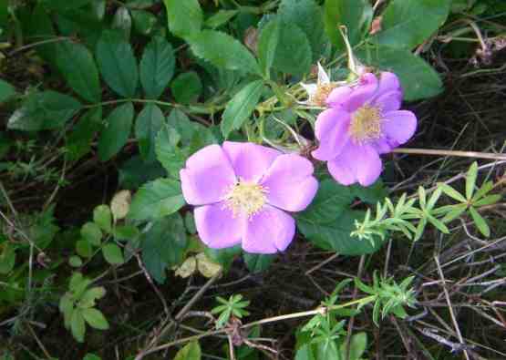 ‘Mariae Graebneriae’, zwei hellrosa offene Blüten am Strauch.