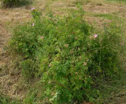 ‘Mariae Graebneriae’, dicht-buschiger Strauch um 100 cm.