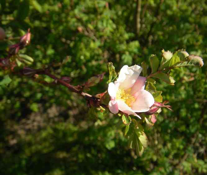 Erste kleine offene rosa marmorierte Blüte von ‘Mary Queen of Scots’.