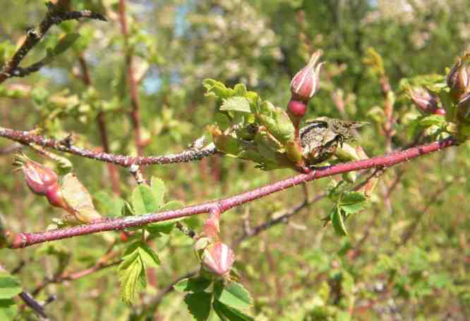 Trieb mit kleinen Knospen von ‘Mary Queen of Scots’