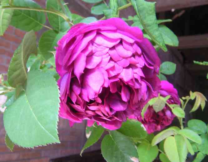 ‘Madame Isaac Pereire’, pink-violette Blüte mit gewellten Petalen wie eine Glocke gefüllt.