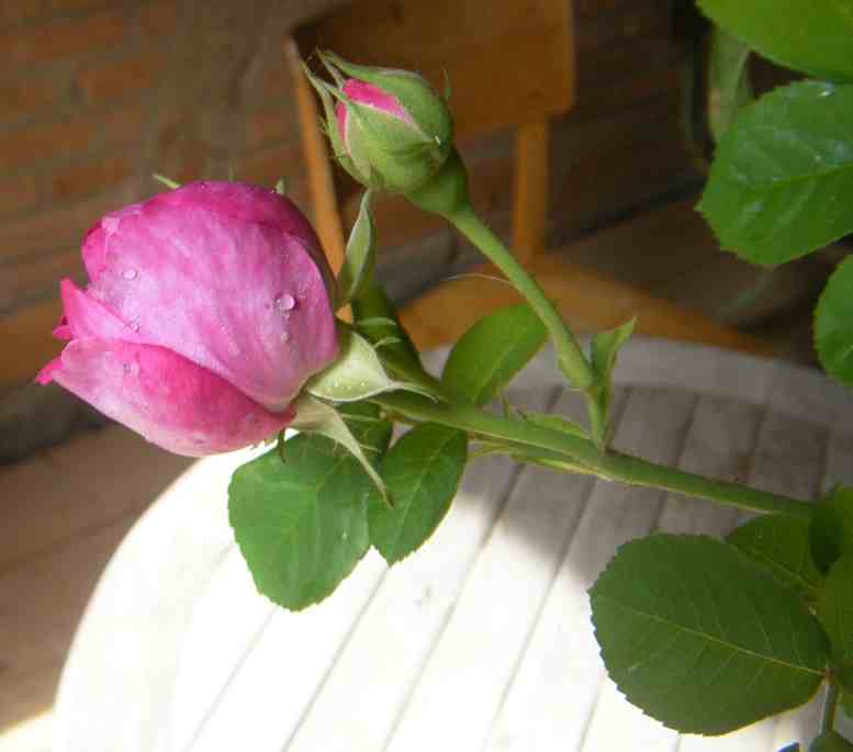 ‘Madame Isaac Pereire’, sich öffende Blüte von der Seite und eine Knospe.