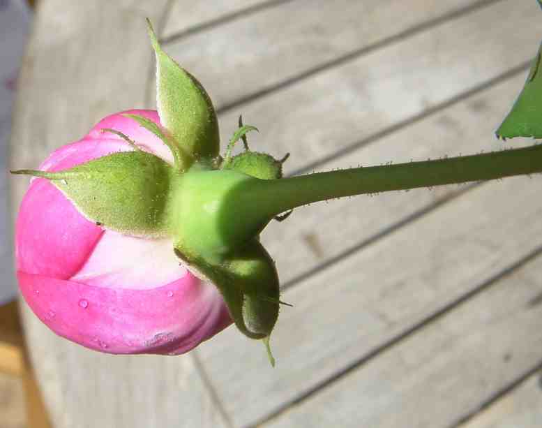 ‘Madame Isaac Pereire’, Blütenkelch und Kelchblätter.
