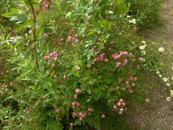 ‘Medzičilizie’, frisch treibende und blühende Rose.