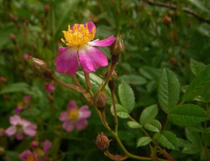 ‘Medzičilizie’, kleine magentafarbene offene Blüte mit markant aufrecht stehenden dichten Staubwedeln.