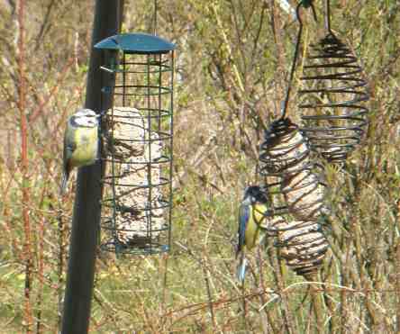 Meisen an Meisenknödel.