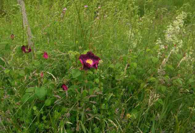 ‘Merveille’, kleine aufblühende Rose in Wiese.