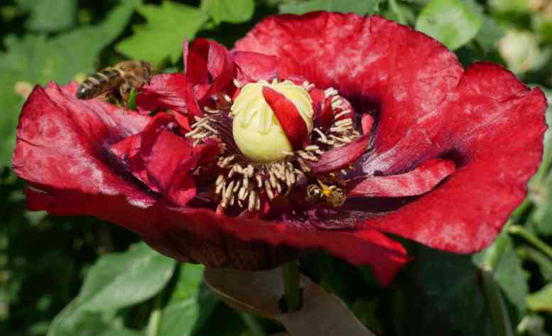 Dunkelroter Mohn voll aufgeblüht mit zwei Bienen.