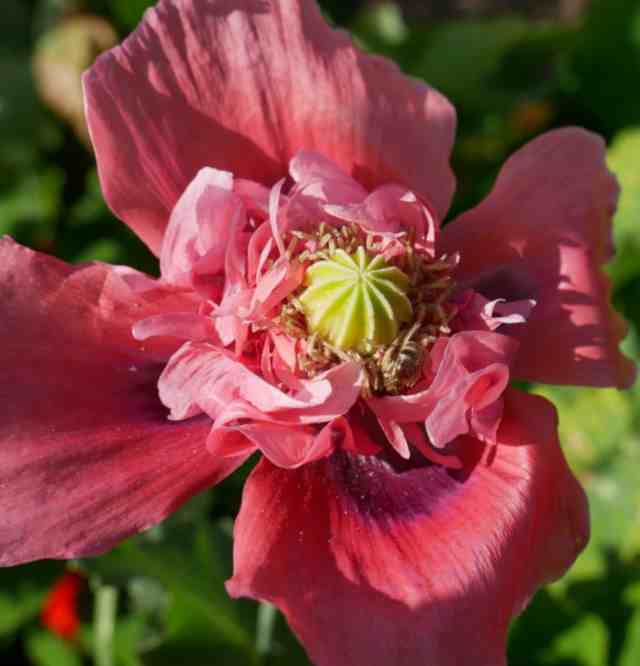 Hellroter Mohn voll aufgeblüht.