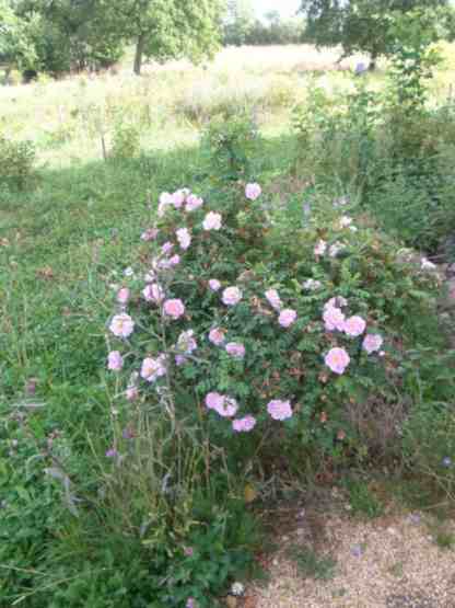 ‘Mon Amie Claire’, junger Strauch um 60-70 cm blühend in Wiese.